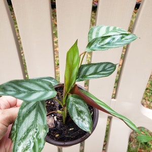 live well-rooted rare Ctenanthe setosa prayer plant in 4 inch pot