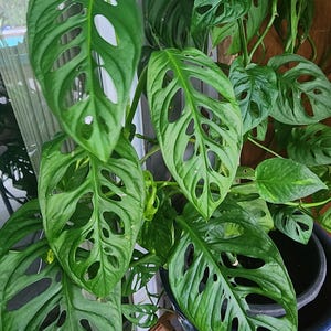 live well-rooted rare Monstera Adansonii, Swiss Cheese plant
