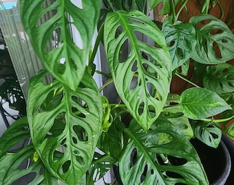 live well-rooted rare Monstera Adansonii, Swiss Cheese plant