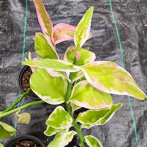 May include: A potted plant with green and white variegated leaves and pink accents. The plant is in a black pot and is growing in a dark brown soil.