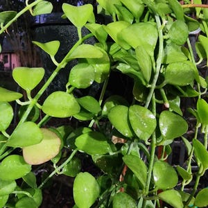 May include: A set of three ceramic mugs with a speckled, matte finish. The mugs are in shades of cream, light gray, and dark gray. Each mug has a simple, minimalist design and a rounded handle.