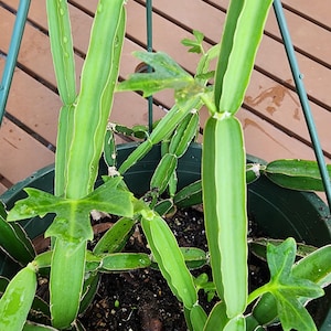 May include: A potted dragon fruit plant with vibrant green, segmented stems and leaves. The plant is in a dark green pot, with a brown wooden deck in the background. The plant is supported by a green metal frame.