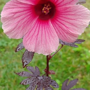 in pot, well-rooted Pink Cranberry Hibiscus ready to bloom