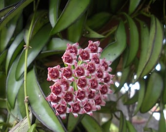 Hoya Meliflua Ssp. Fraterna - Full Heads - Rare Hoya - Live