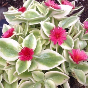 in pot, well-rooted Mezoo variegated trailing Ice Plant, Baby Sunrose, Aptenia, Red Apple Heartleaf Ice Plant