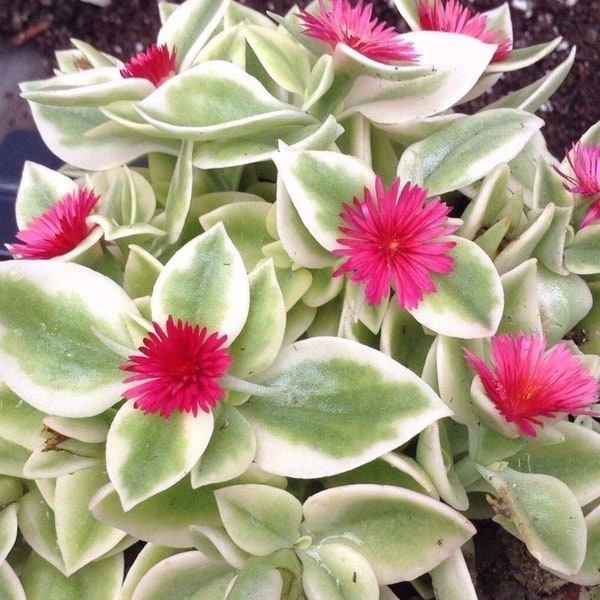 in 4 inch pot, live well-rooted Mezoo variegated trailing Ice Plant, Baby Sunrose, Aptenia, Red Apple Heartleaf Ice Plant