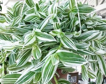 May include: A lush hanging plant with vibrant green and white striped leaves. The plant's cascading foliage creates a full, textured appearance. The leaves are long and pointed, with a striking pattern. The plant is a popular choice for indoor decor.