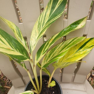 well-rooted variegated shell ginger plant, Alpinia zerumbet in 4 inch plant
