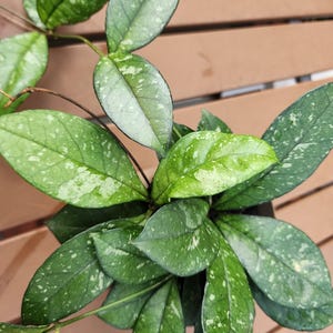 May include: Close-up of a Hoya plant with green leaves speckled with white. The leaves are oval-shaped and have a slightly glossy appearance. The plant is in a pot and has several stems with leaves.