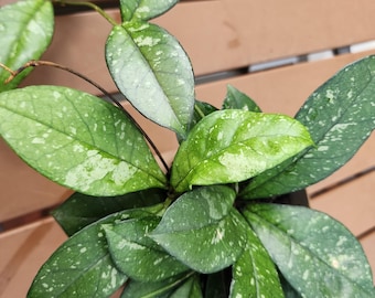 Hoya Inflata - Pick Your Plant, 4