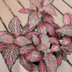 May include: A close-up of a Fittonia plant, also known as a nerve plant, with vibrant pink and green patterned leaves. The leaves have a network of green veins against a pink background, with green edges. The plant is in a black pot.
