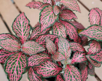 in pot rare Ruby Red Fittonia ideal for Terrariums