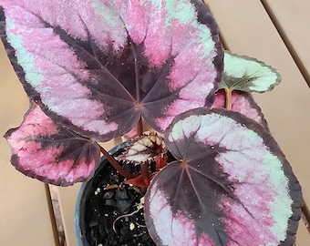 May include: A potted begonia plant with large, textured leaves. The leaves display a striking color palette of pink, dark burgundy, and light green. The plant is in a dark gray pot, set against a light brown wooden surface.