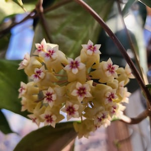 in pot rare Pink Hoya Rigida big leaves