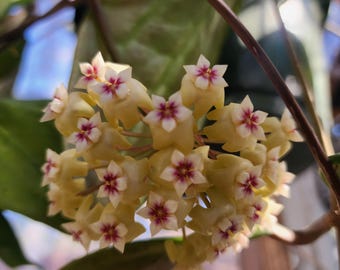 Hoya Hypolasia Sweet Flowers///phyto -cer./// - Etsy