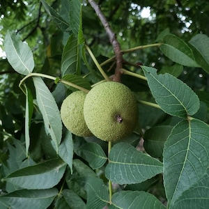 Black Walnut Tincture | Julgans nigra