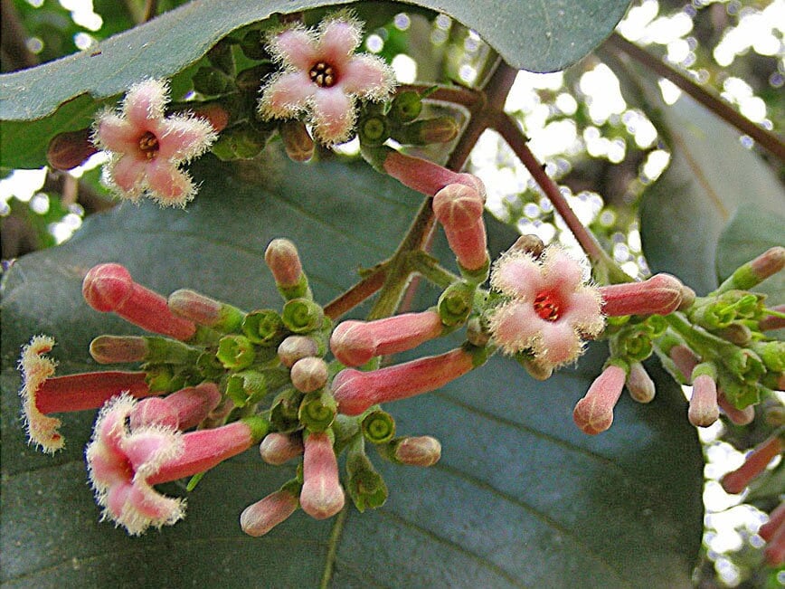 Cinchona Bark Tincture | Cinchona officinalis | Quinine Tincture | Buhner Herb | Buhner Protocol | Babesia