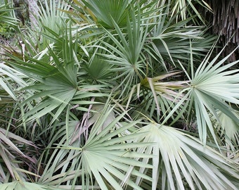 Saw Palmetto Tincture | Serenoa repens, Herbal Extract
