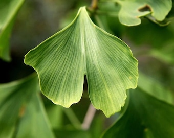 Ginkgo biloba Tincture | Gingko biloba Herb | Ginko biloba
