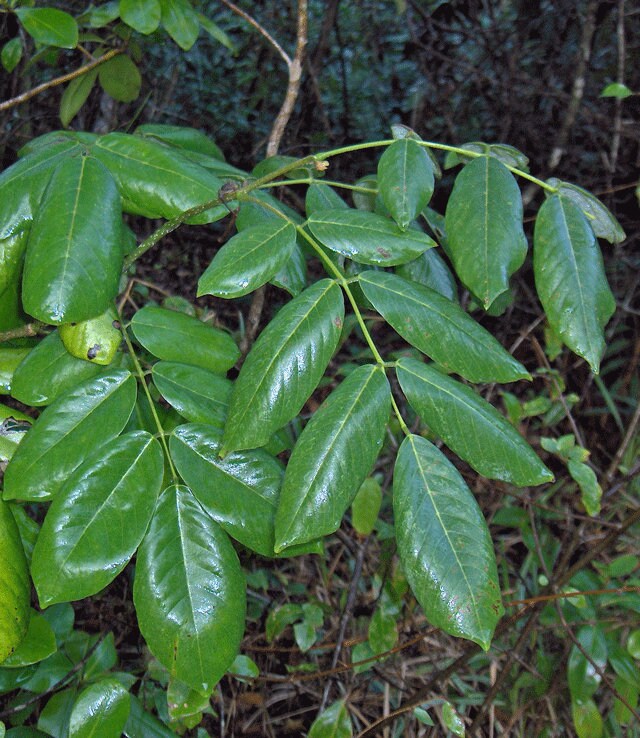 Jamaican Dogwood Piscidia erythrina
