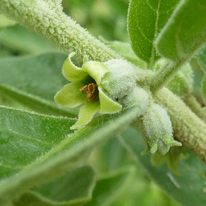 Buhner's Remyelination Blend - Salvia miltiorrhiza, Uncaria rhynchophylla, Ashwagandha Root, Eupatorium perfoliatum