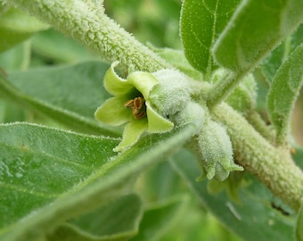 Buhner's Remyelination Blend - Salvia miltiorrhiza, Uncaria rhynchophylla, Ashwagandha Root, Eupatorium perfoliatum