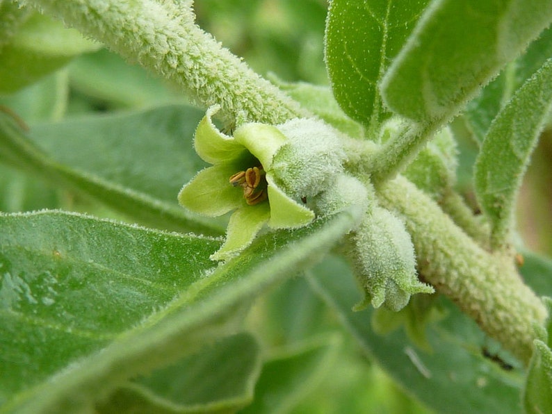 Buhner's Remyelination Blend - Salvia miltiorrhiza, Uncaria rhynchophylla, Ashwagandha Root, Eupatorium perfoliatum