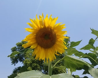 Mammoth, GIANT, Heirloom, Sunflower Seeds,  hand collected, 40+