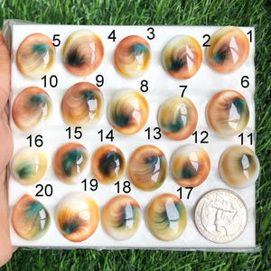 Australische schelp cabochon, groothandel partij mix vormen en maten, beste natuurlijke shiva-oogschelp voor sieraden en knutselen, lot-262