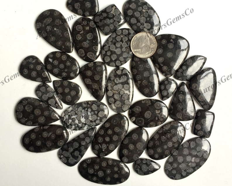 Puede incluir: Una colecci&oacute;n de 20 cabujones de piedra fosilizada negra y blanca con un patr&oacute;n moteado. Las piedras son de varias formas y tama&ntilde;os, algunas son de forma de l&aacute;grima y otras son ovaladas.
