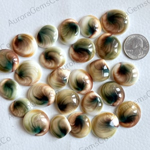 Cabochão de concha australiana, lote de atacado de formas e tamanhos mistos, melhor concha de olho Shiva natural para joias e fabricação de artesanato DIY,