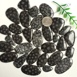 Puede incluir: Una colecci&oacute;n de 25 cabujones de piedra fosilizada negra y blanca con un patr&oacute;n moteado. Las piedras son de varias formas y tama&ntilde;os, algunas son ovaladas, de l&aacute;grima y rectangulares.