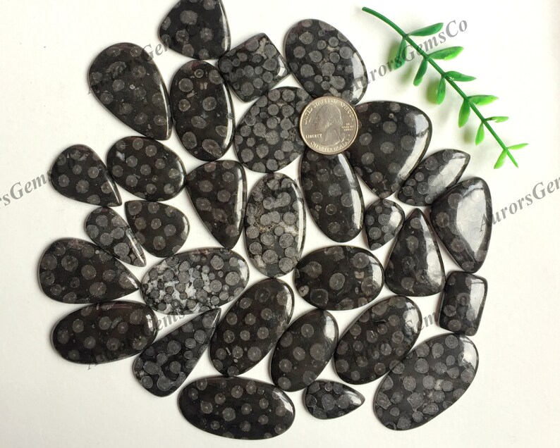 Puede incluir: Una colecci&oacute;n de 25 cabujones de piedra fosilizada negra y blanca con un patr&oacute;n moteado. Las piedras son de varias formas y tama&ntilde;os, algunas son ovaladas, de l&aacute;grima y rectangulares.