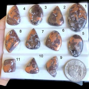Puede incluir: Una colección de once piedras preciosas pulidas de varias formas, incluyendo ovaladas, en forma de lágrima y rectangulares. Las piedras presentan patrones marrones, naranjas y blancos. Se incluye una moneda para la comparación de tamaños.
