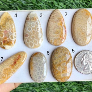 Cabochon fossile di corallo, pietra preziosa semipreziosa naturale per la creazione di gioielli, gioielli fatti a mano, pietra preziosa portafortuna, cristallo di potenza LOT - S33
