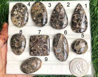 May include: A collection of nine polished cabochon gemstones in various shapes, including oval, teardrop, and rectangular. The stones feature a mix of brown, tan, and cream colors with unique patterns. A US quarter is included for size reference.
