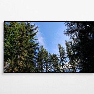 Samsung TV Nature Art - Pacific Northwest Forest - Digital Download