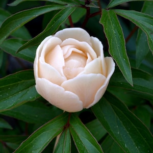 Peony Bella 3D Silicone Mold - Mold for soap Bouquet, Candle Flower
