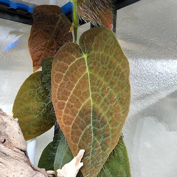 Ficus villosa (shingling plant)