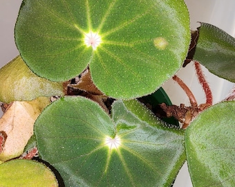 Begonia U304, species for terrarium or greenhouse culture.  2 inch potted plant