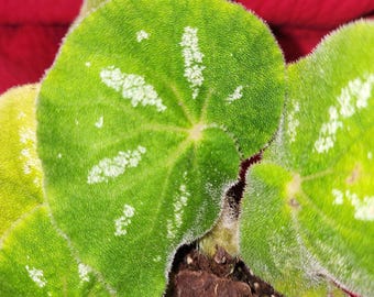 Begonia U476, terrarium species from Vietnam, 2 inch potted plant