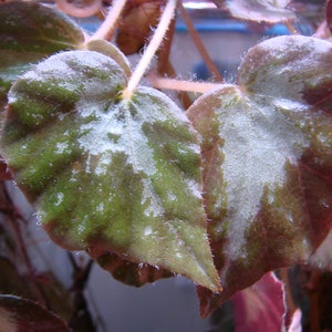 Begonia U074 image 4