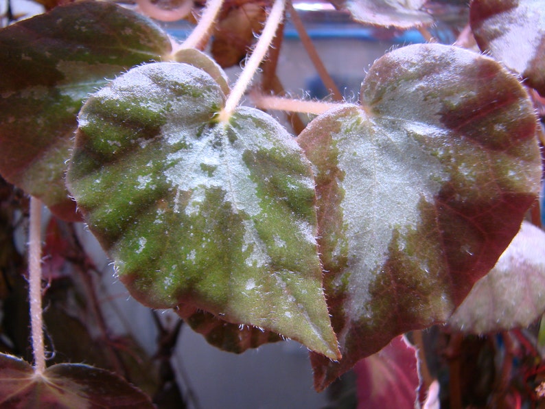 Begonia U074 image 4