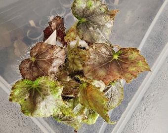 Begonia 'Royal Luster', hybrid for terrarium or greenhouse, 2 inch pot (minimum applies)