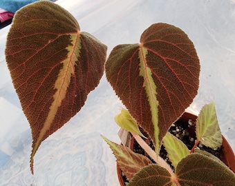 Begonia imperialis silver stripe