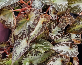 Begonia variabilis, terrarium species from Malaysia and Thailand.  2 inch potted plant