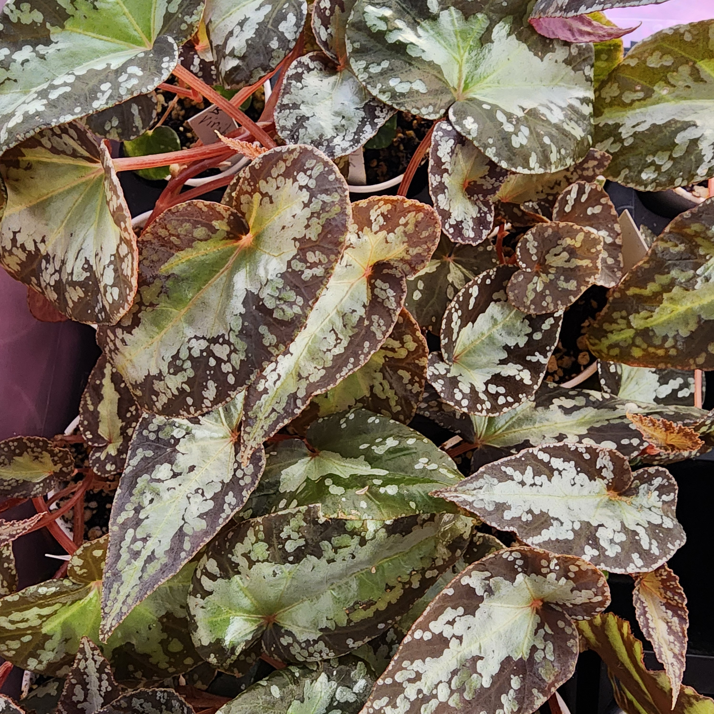 Begonia Variabilis, Terrarium Species From Malaysia and Thailand