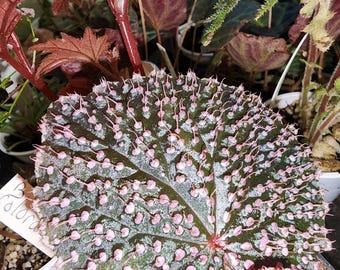 Begonia 'Pink Urchin' (B. baik x B. ocellata) hybrid for terrarium, 2 inch potted plant