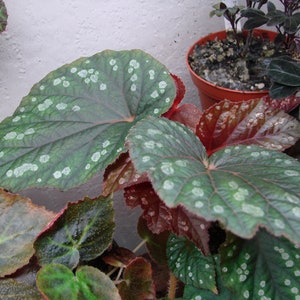 Begonia U692 (formerly erectocarpa)