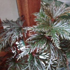 Begonia bipinnatifida image 1